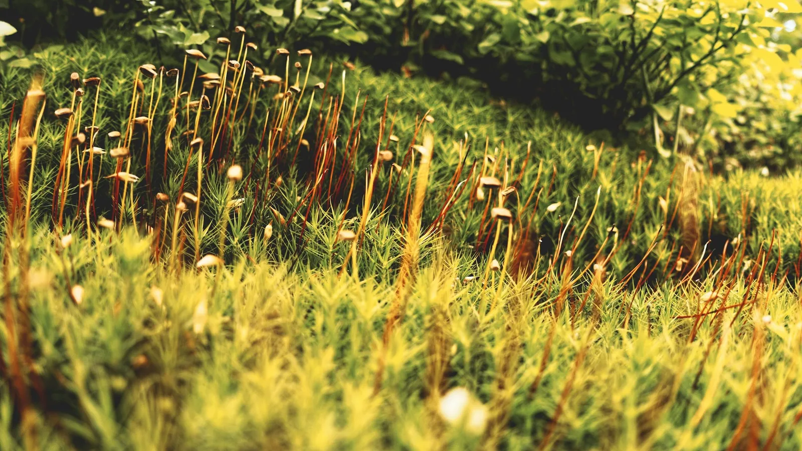 Moss with tall spore stalks catching the light