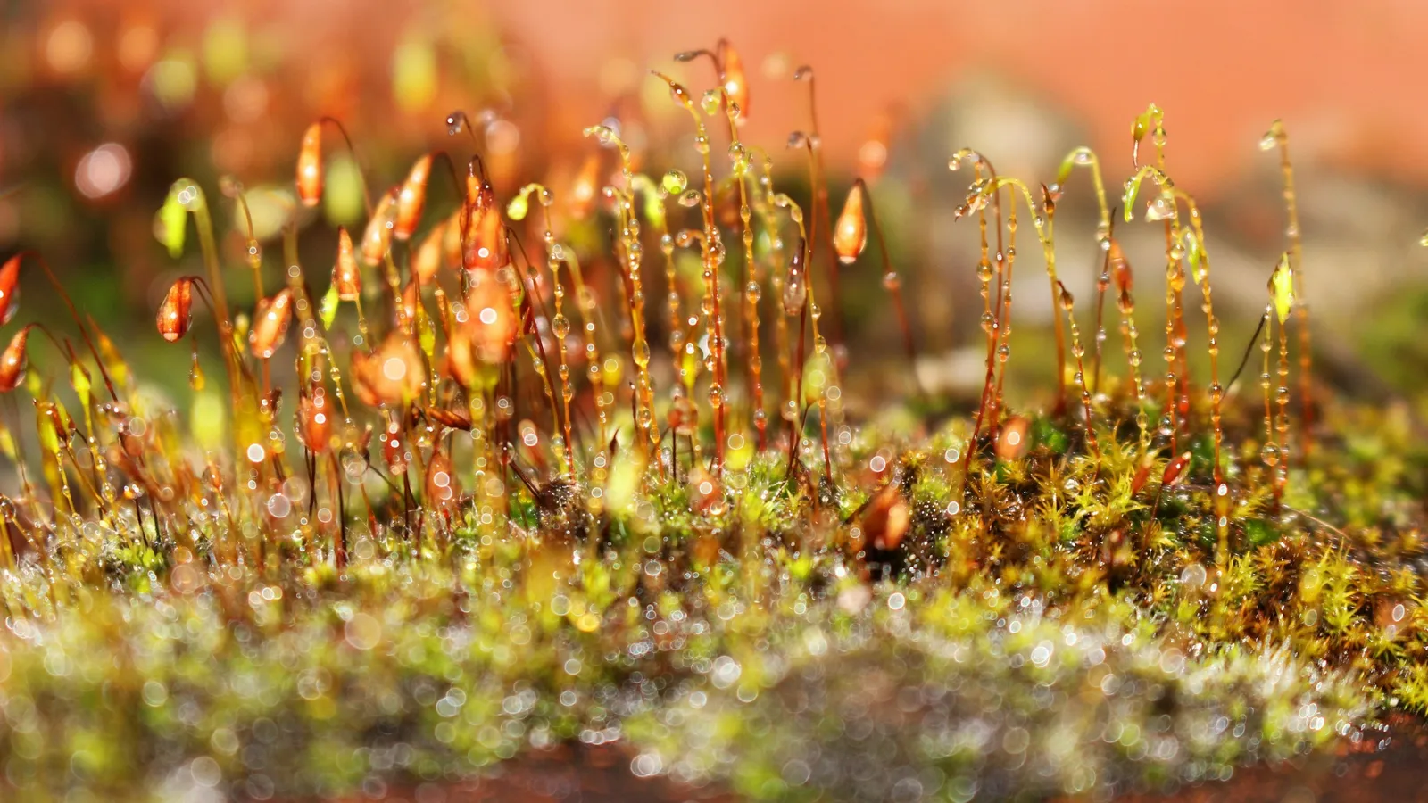 Moss with tiny spore capsules on thin stalks