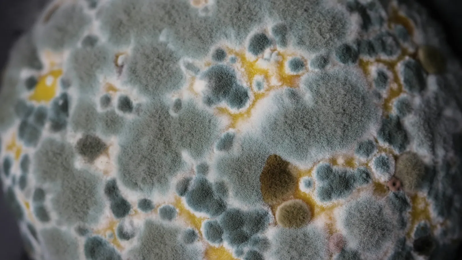 Mould colonies growing in a petri dish