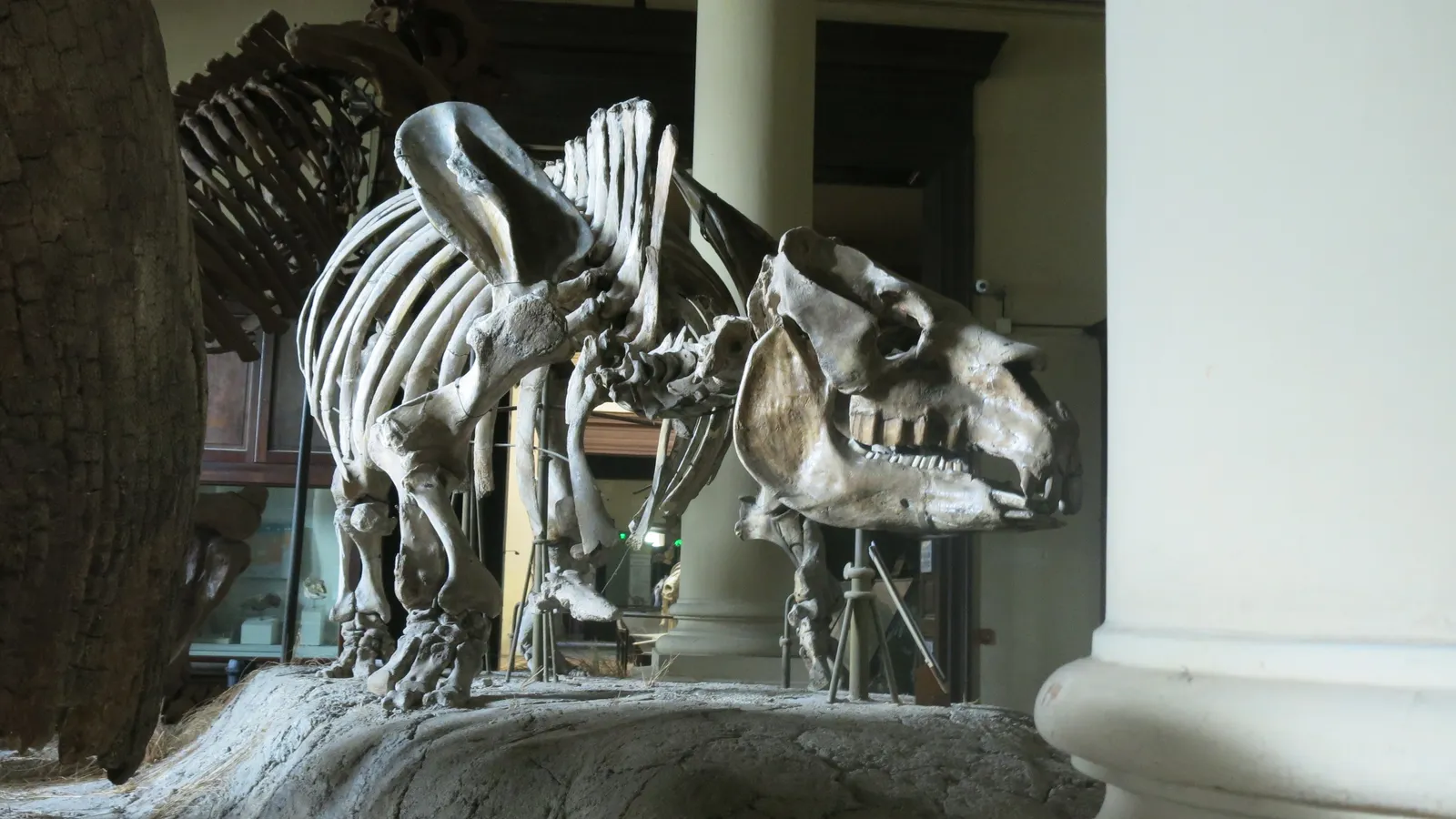 Mounted Toxodon skeleton with a large skull beside a pale museum column