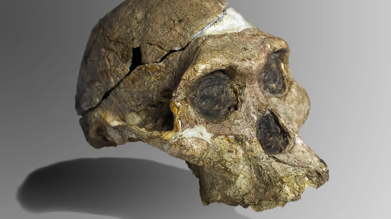 Mrs Ples fossil skull in three-quarter front view, with cracks across the braincase