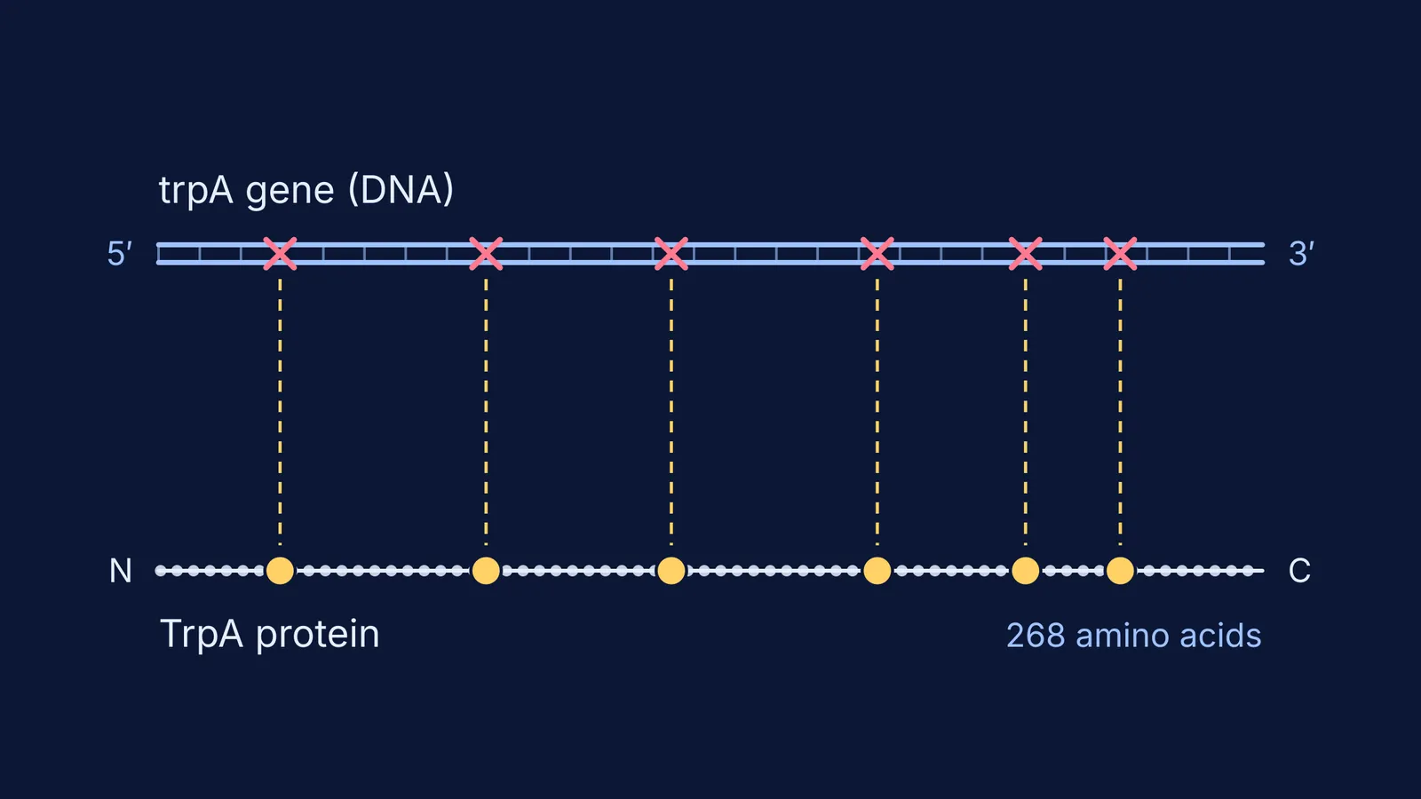 Mutation sites along a gene lining up with amino acid changes in its protein