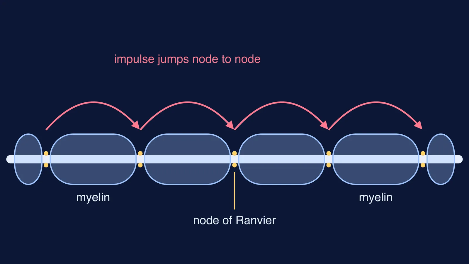 Myelinated axon with bare nodes and an impulse jumping between them