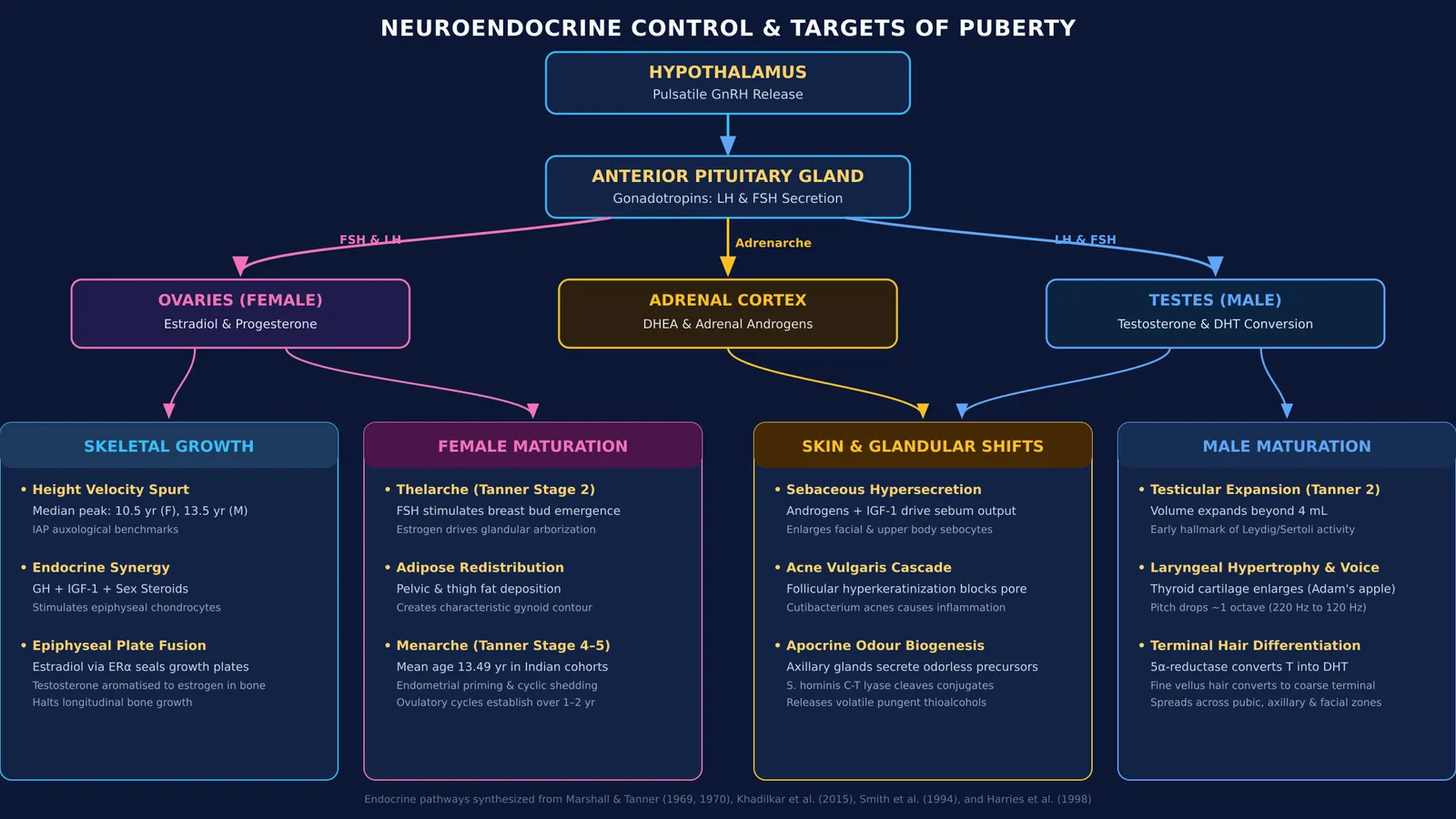 Neuroendocrine pathways of puberty showing hormonal triggers, target tissues, and physiological changes
