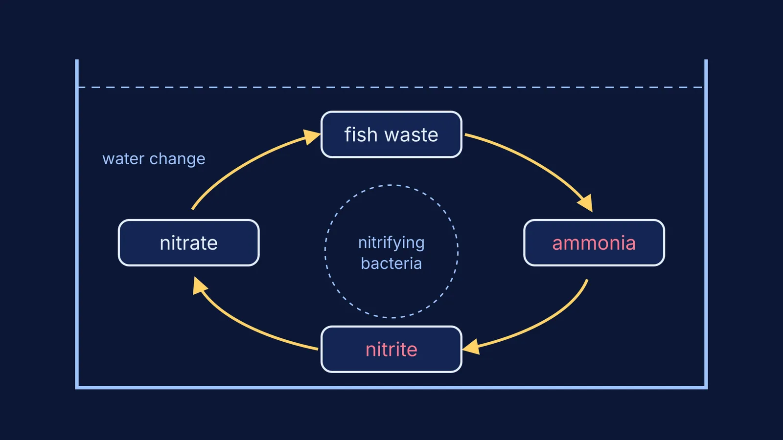 Nitrogen cycle inside an aquarium: fish waste, ammonia, nitrite, nitrate, water change