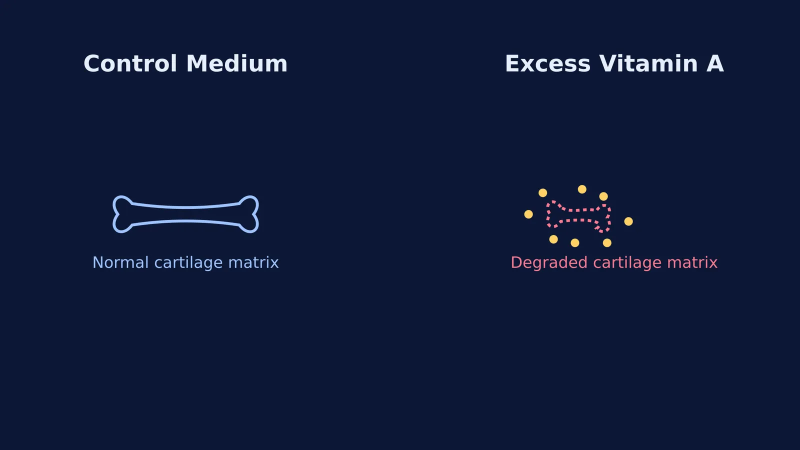 Normal cartilage growth compared to matrix breakdown caused by excess vitamin A.