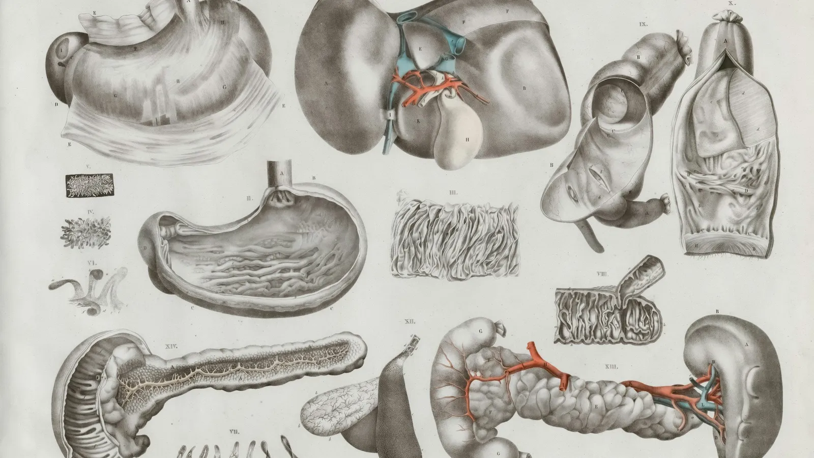 Old anatomical drawings of human organs