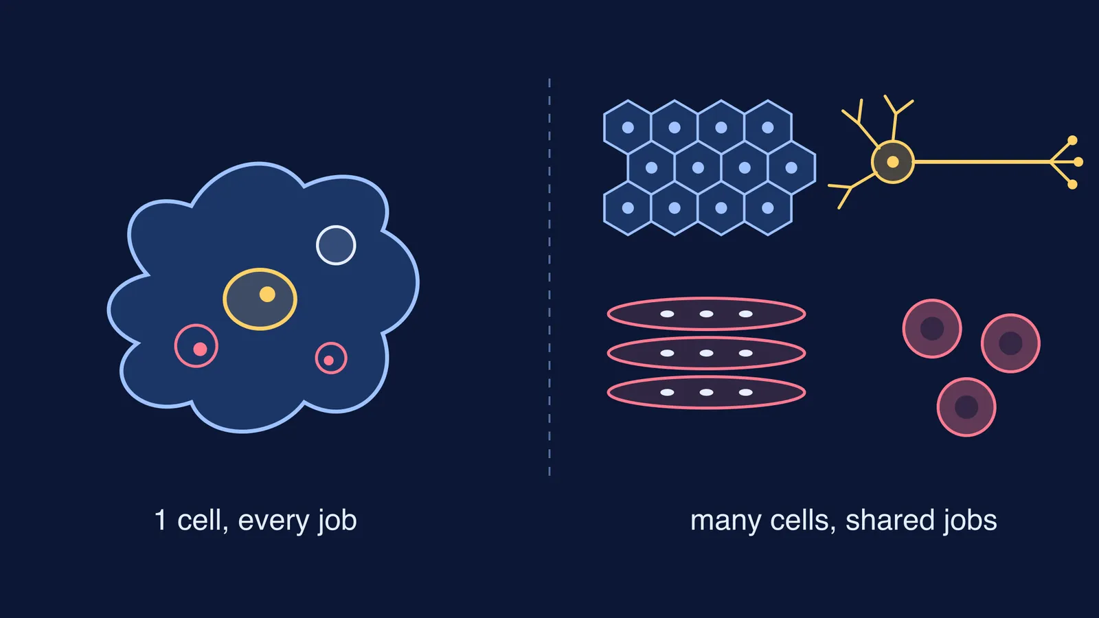 One amoeba cell beside specialised epithelial, nerve, muscle and blood cells