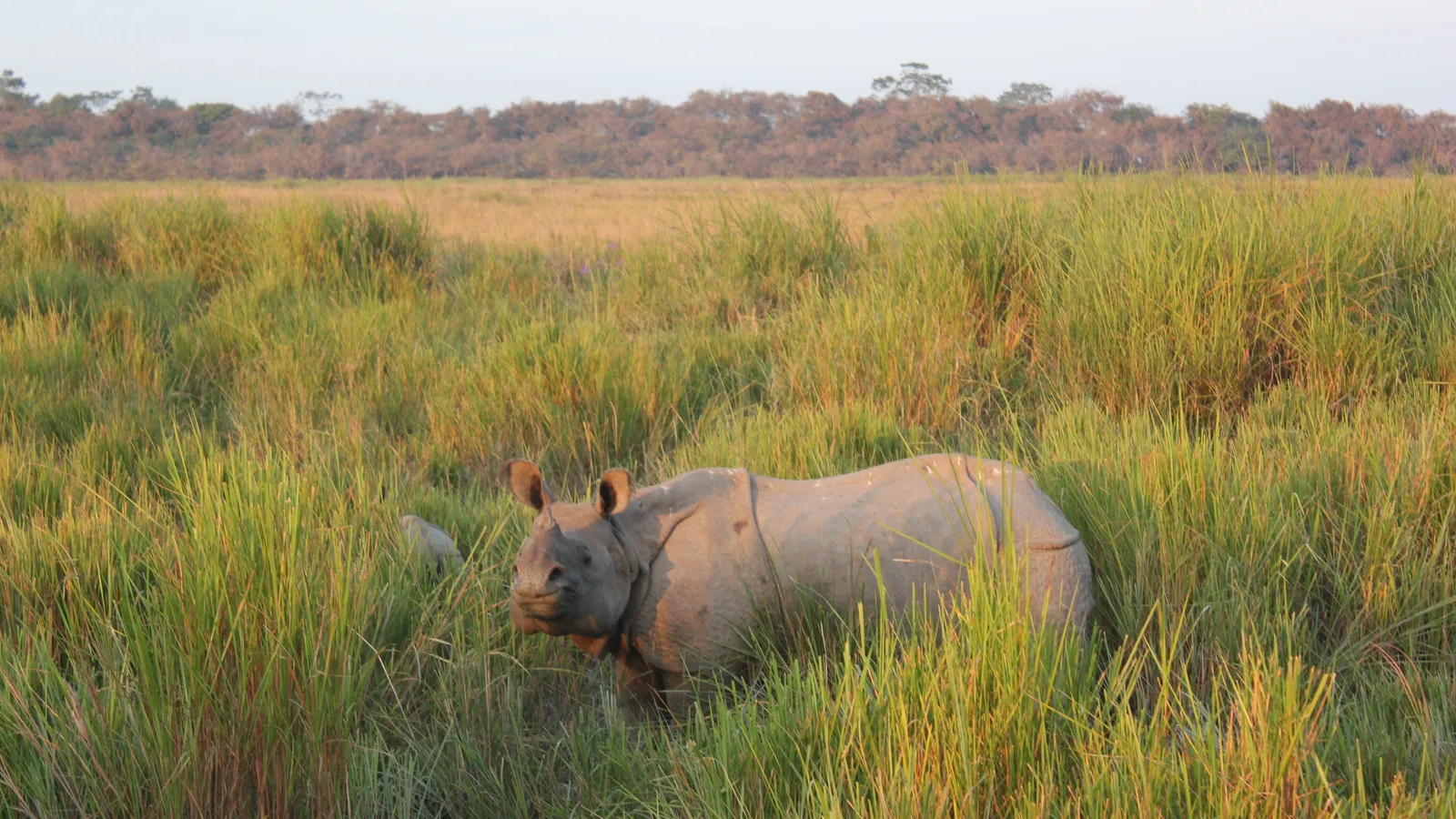 One-horned rhino standing in tall green grassland at Kaziranga National Park