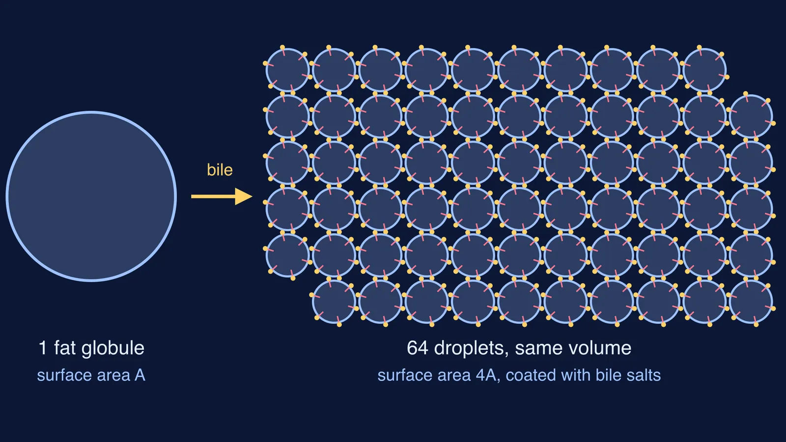 One large fat globule split by bile into 64 small coated droplets