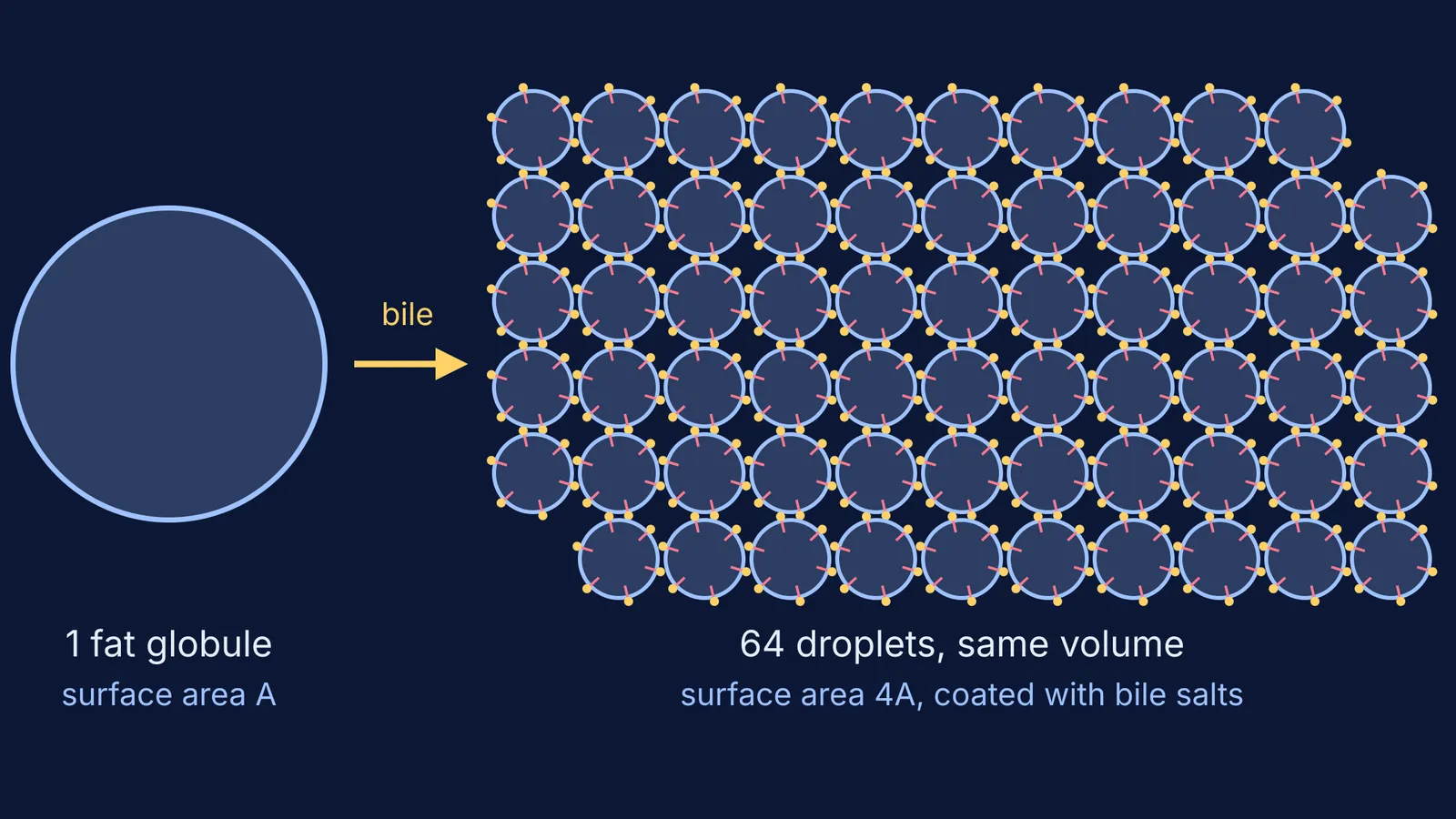 One large fat globule split by bile into 64 small coated droplets