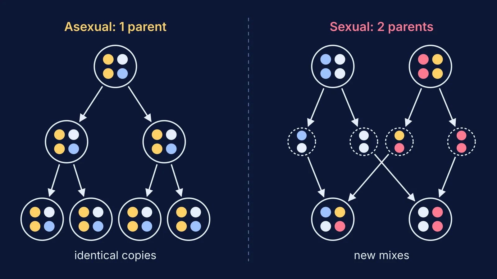 One parent dividing into identical copies beside two parents' gametes forming varied offspring