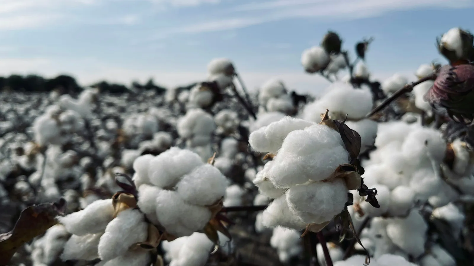 Open cotton bolls on plants in a field