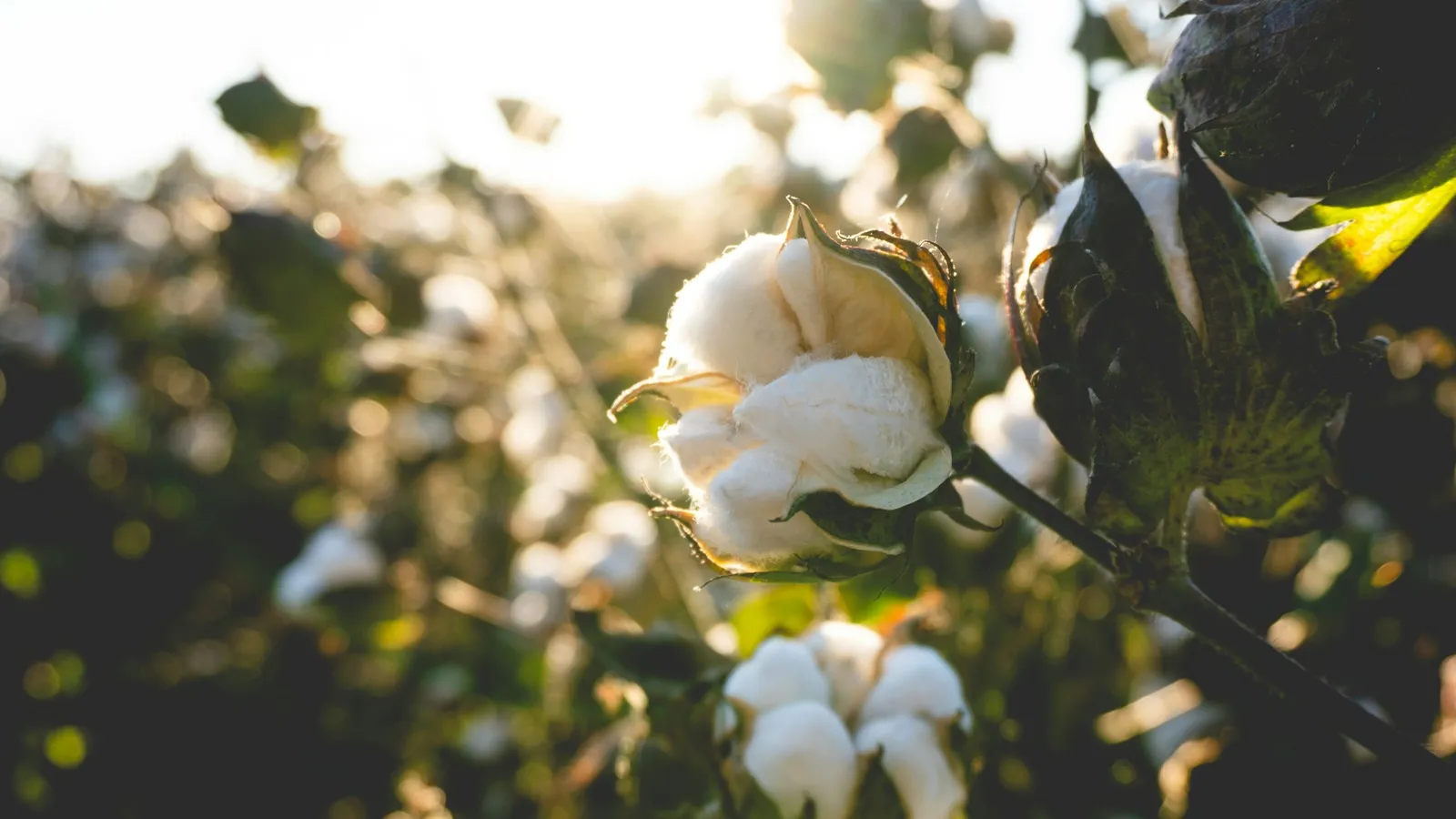 Open cotton bolls on plants in a field, lit by low sun