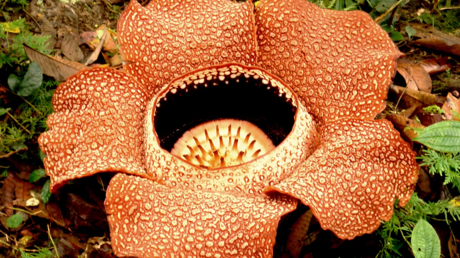 Open five-lobed Rafflesia flower with spotted orange petals on rainforest floor