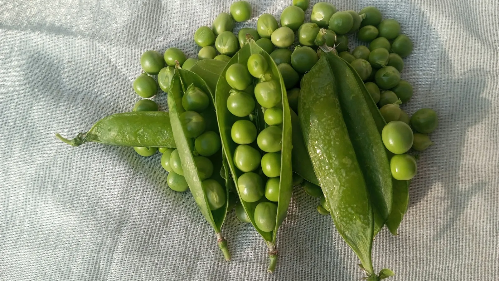 Open green pea pods and loose peas on a white cloth
