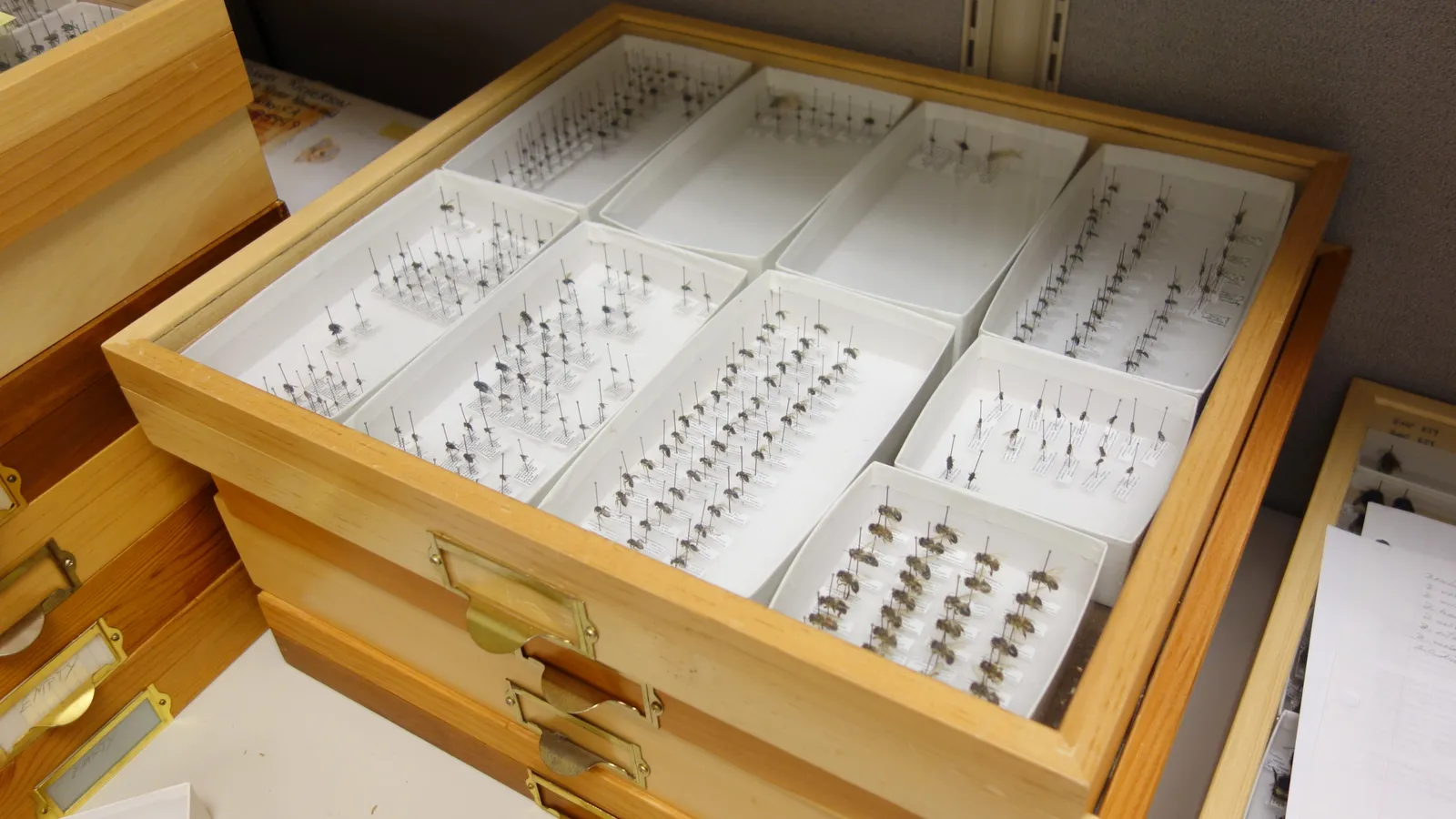 Open wooden museum drawer of pinned insect specimens sorted into white trays