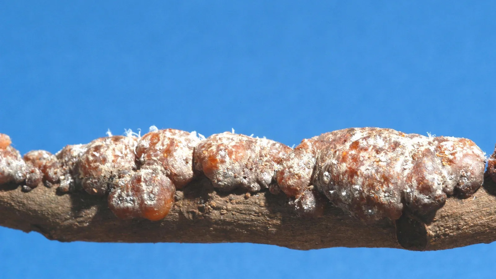 Orange-brown lac resin crust covering a thin tree twig against blue sky