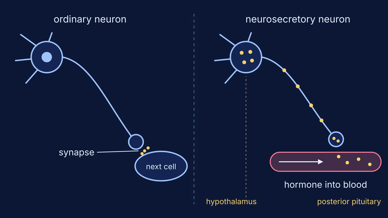 Ordinary neuron releasing at a synapse beside a neuron releasing hormone into blood