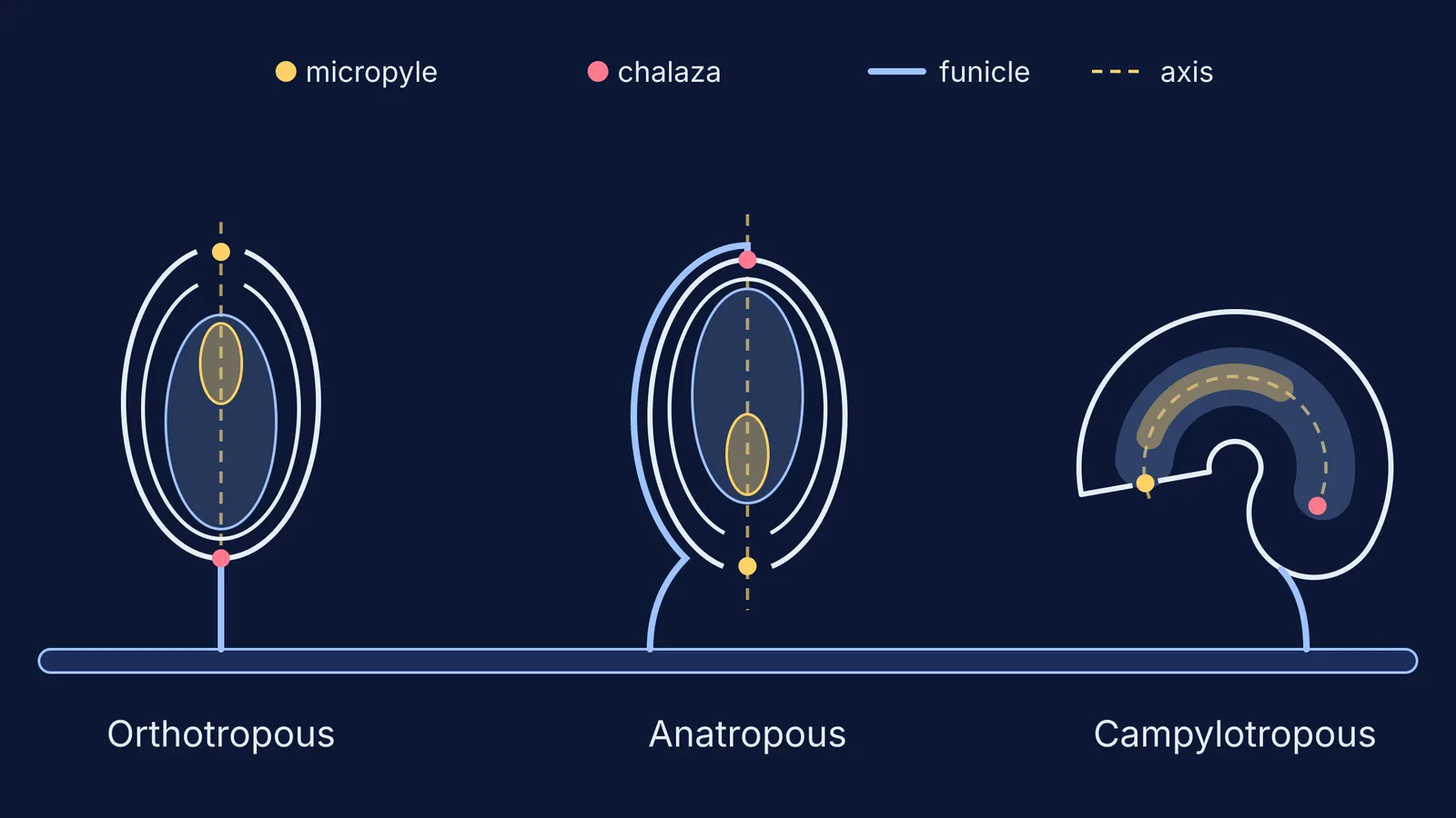 Orthotropous, anatropous and campylotropous ovules with micropyle, chalaza and funicle marked