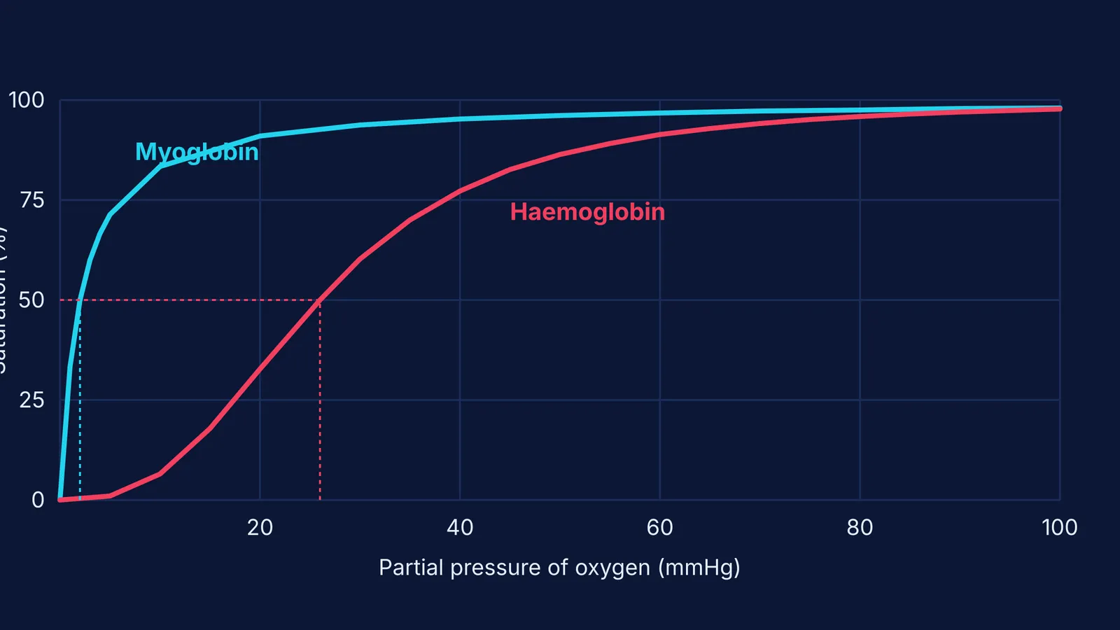 Oxygen dissociation curves of myoglobin and haemoglobin