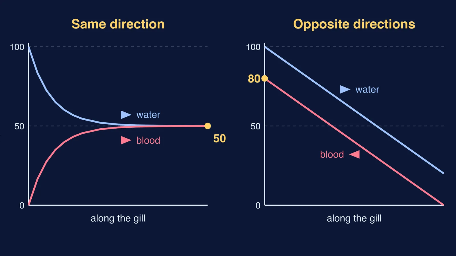 Oxygen in water and blood along a gill, same-direction versus opposite flow