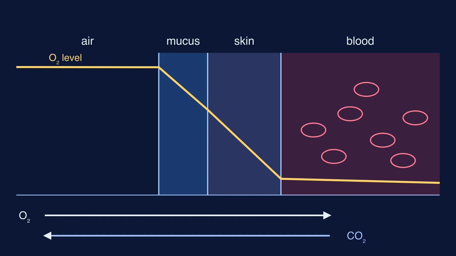 Oxygen level falling from air through mucus and skin into blood