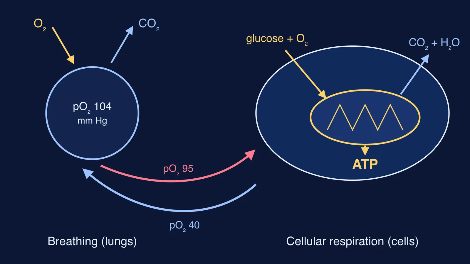 Oxygen path from lung alveolus through blood to a cell's mitochondrion