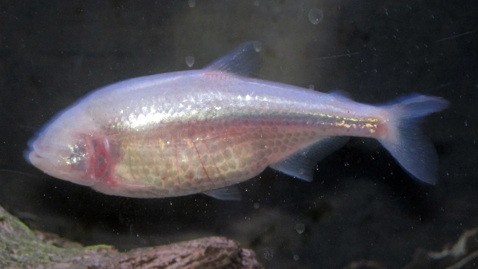Pale pink Mexican blind cavefish with no visible eyes in a dark tank