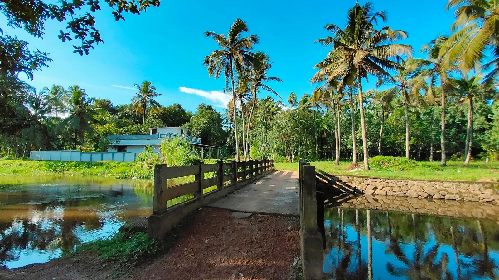 Palm trees beside a backwater in Kerala