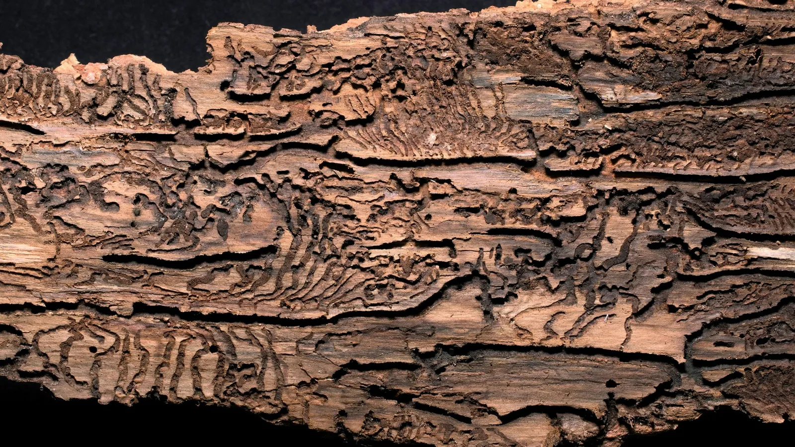 Patterned grooves left by insects on a strip of bark