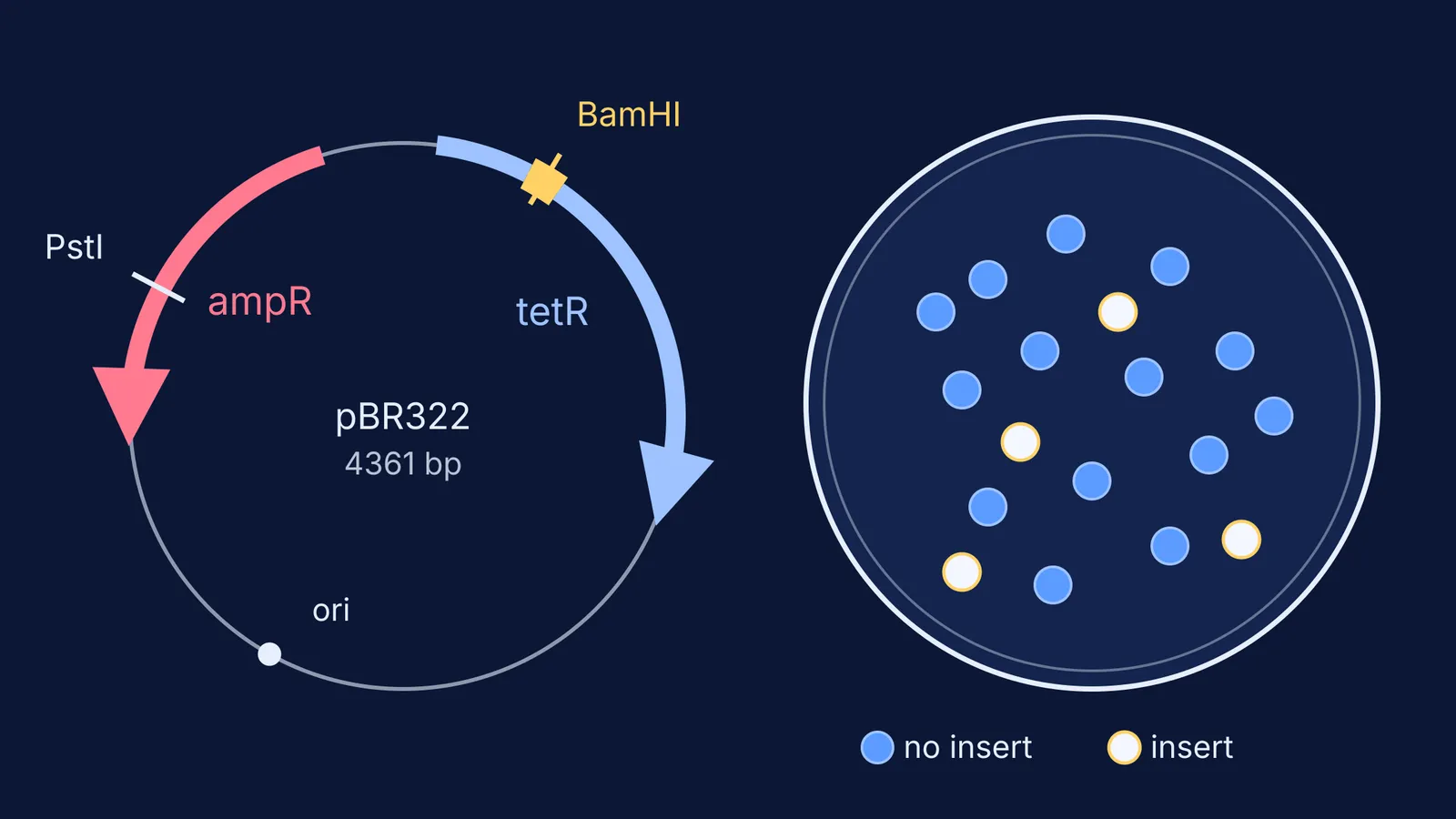 pBR322 map with insert in tetR beside a plate of blue and white colonies