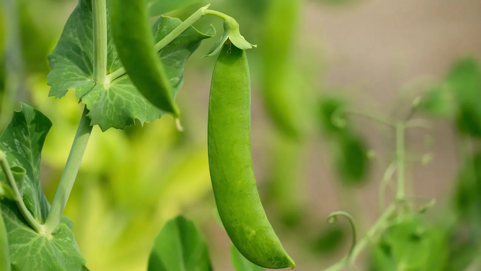 Pea pods growing on a plant