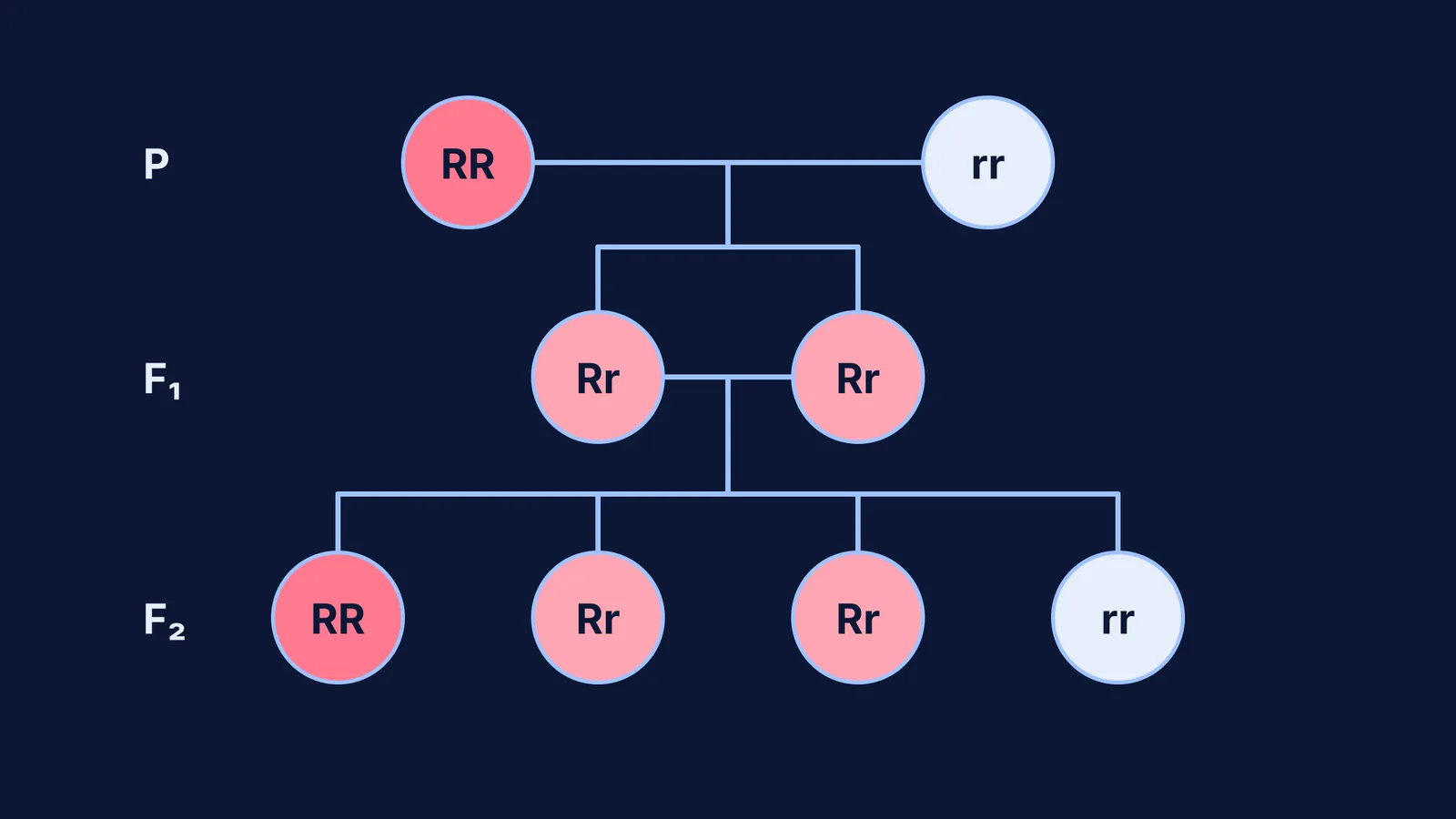 Pedigree chart showing incomplete dominance in snapdragons from P to F2