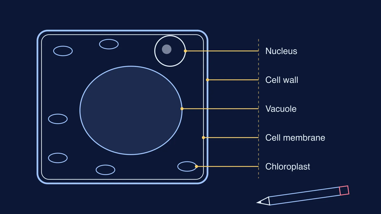 Pencil-style plant cell diagram with ruled label lines ending in one column