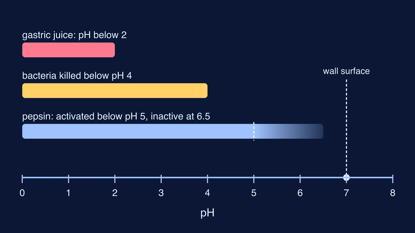pH scale showing where stomach acid kills bacteria and activates pepsin