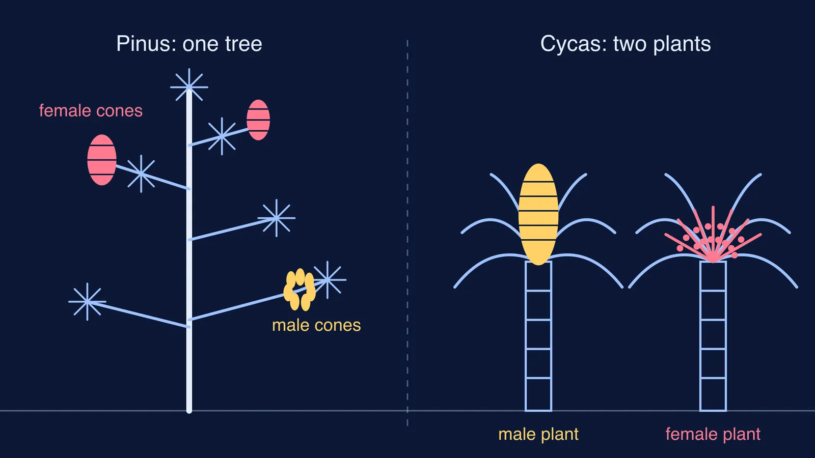 Pine tree bearing both cone types beside separate male and female Cycas plants