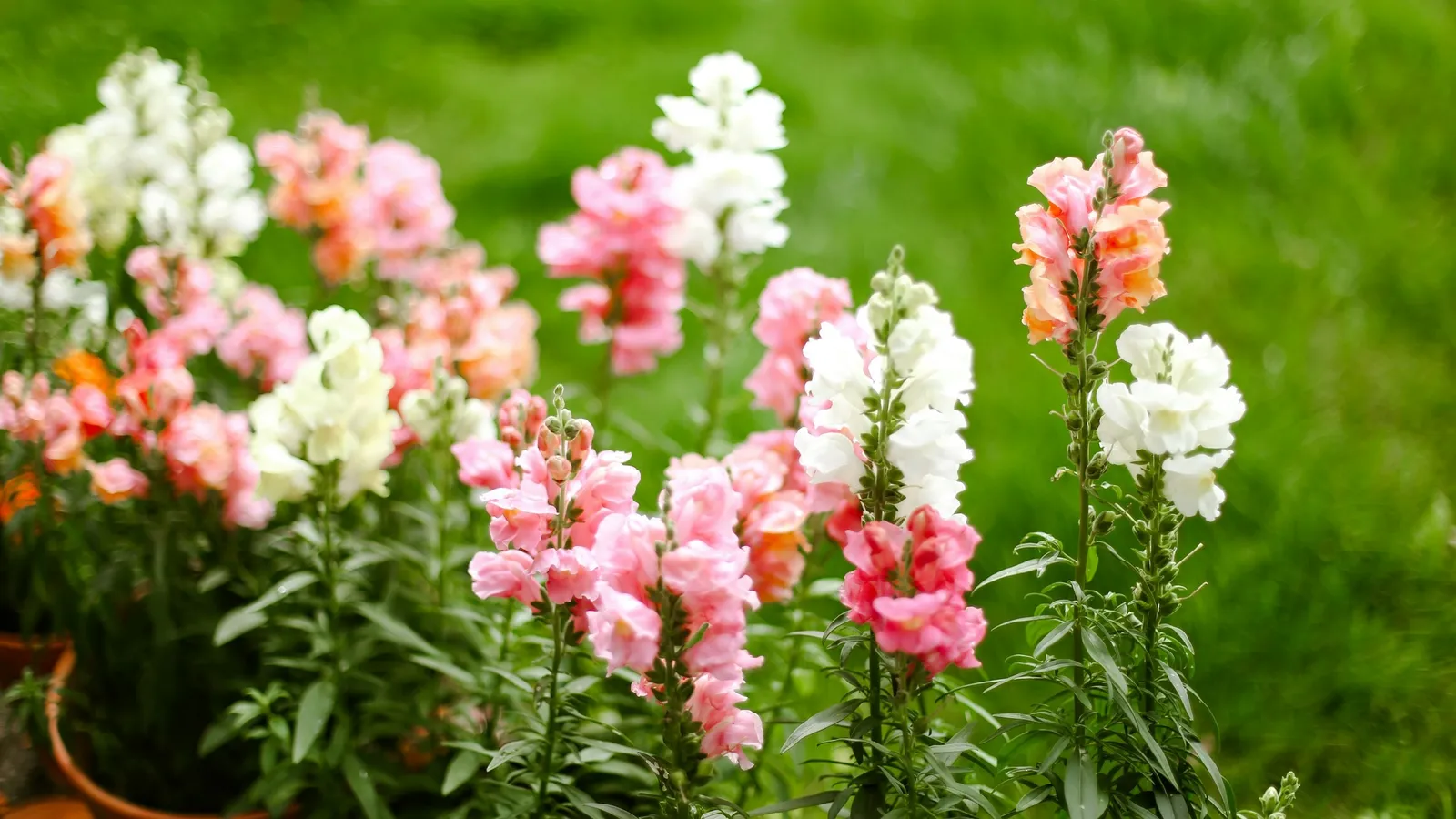 Pink and white snapdragon flowers in a garden