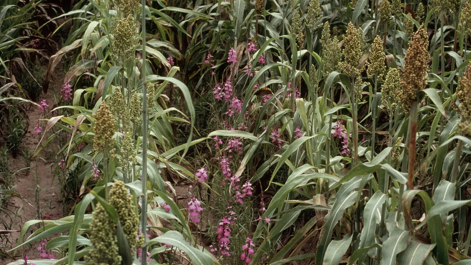 Pink-flowered Striga hermonthica weeds growing among sorghum plants in an infested field