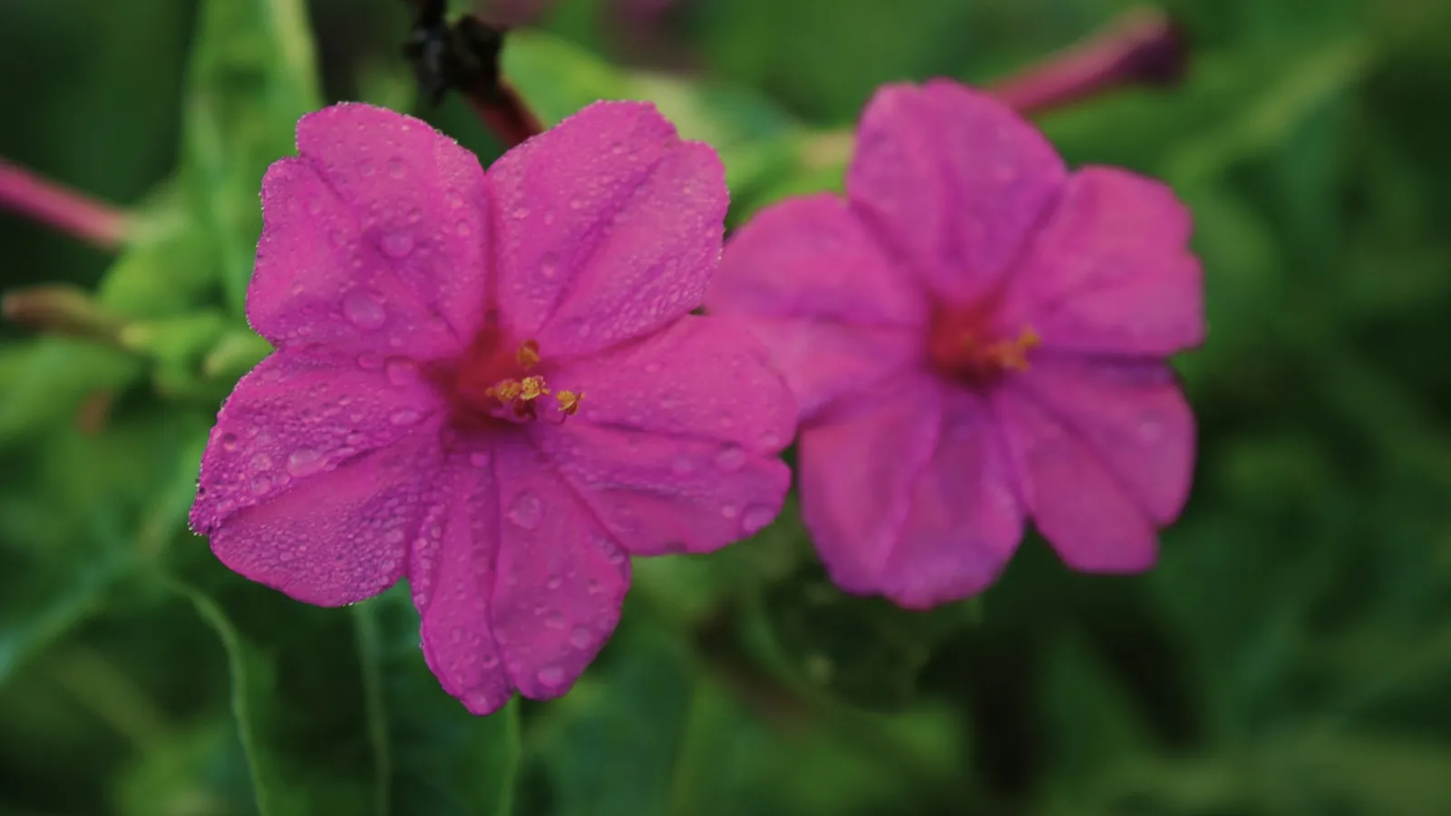 Pink four o'clock flowers among green leaves