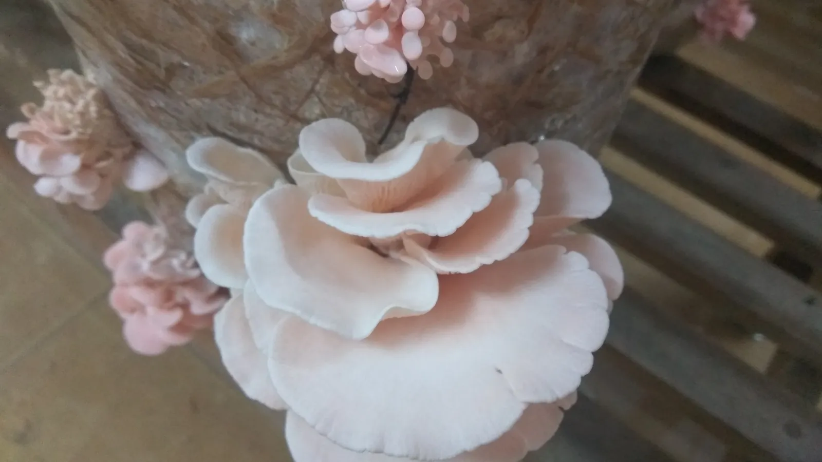 Pink oyster mushrooms growing in clusters from a cultivation bag