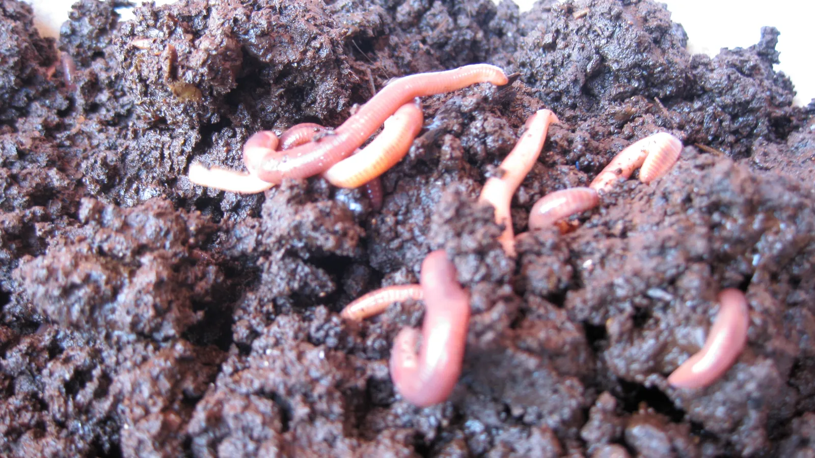 Pink-red composting worms crawling over dark, crumbly worm compost