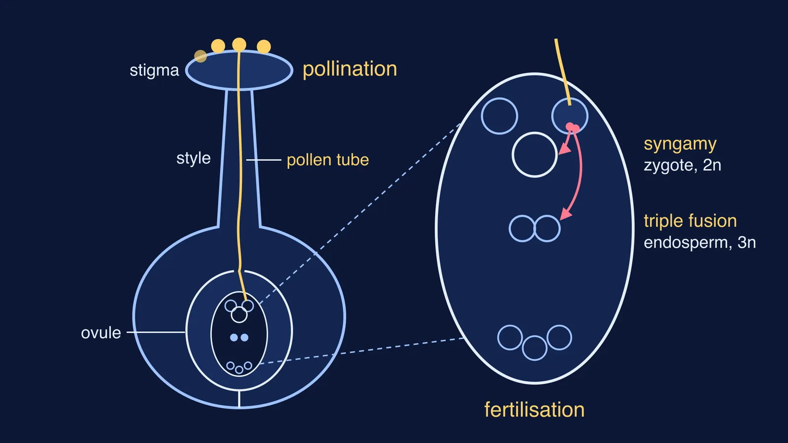 Pistil diagram with pollen tube from stigma to ovule and double fertilisation