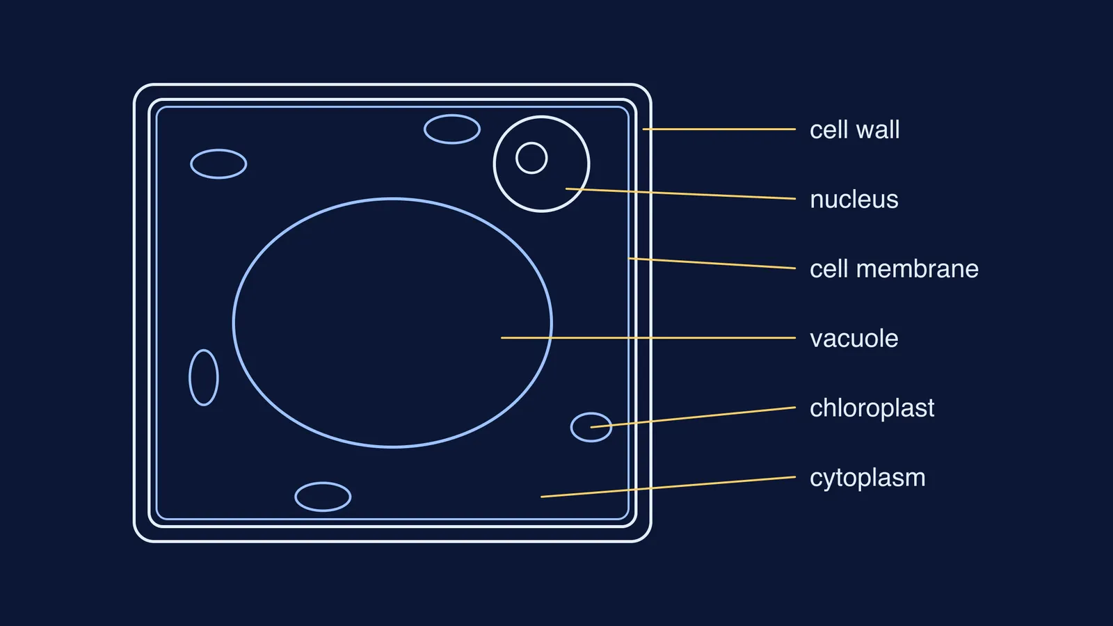 Plant cell outline drawing with ruled label lines and aligned horizontal labels
