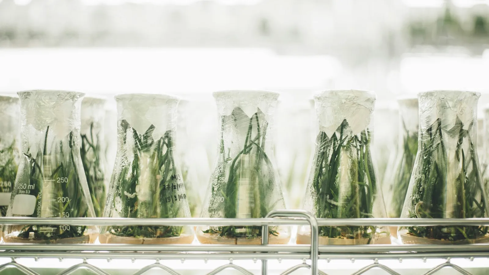 Plant cuttings growing in glass culture jars