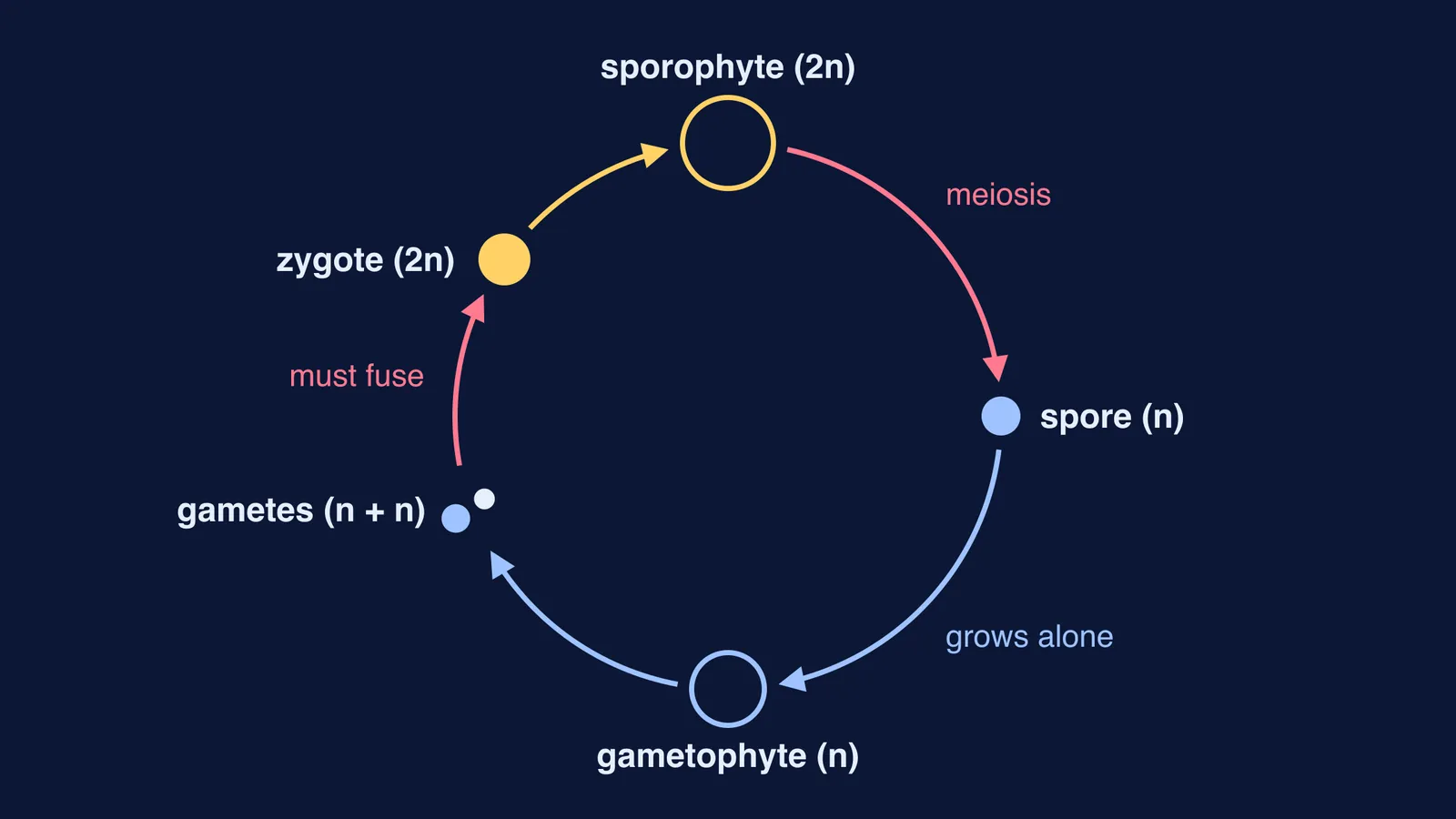 Plant life cycle: a spore grows alone, gametes must fuse