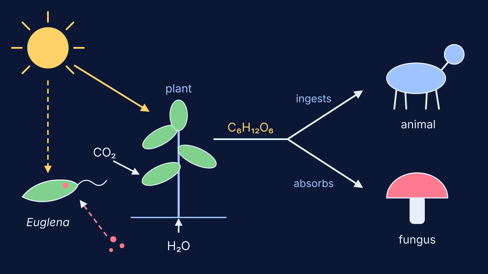 Plant makes food from light, CO2 and water; animal, fungus feed; Euglena does both