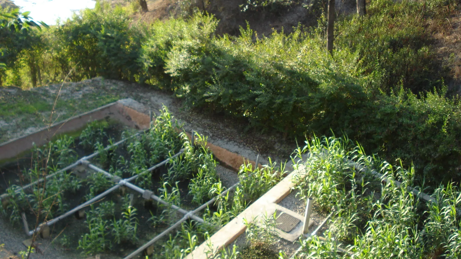 Planted constructed wetland with distribution pipes beside wild scrub and a river in Nepal