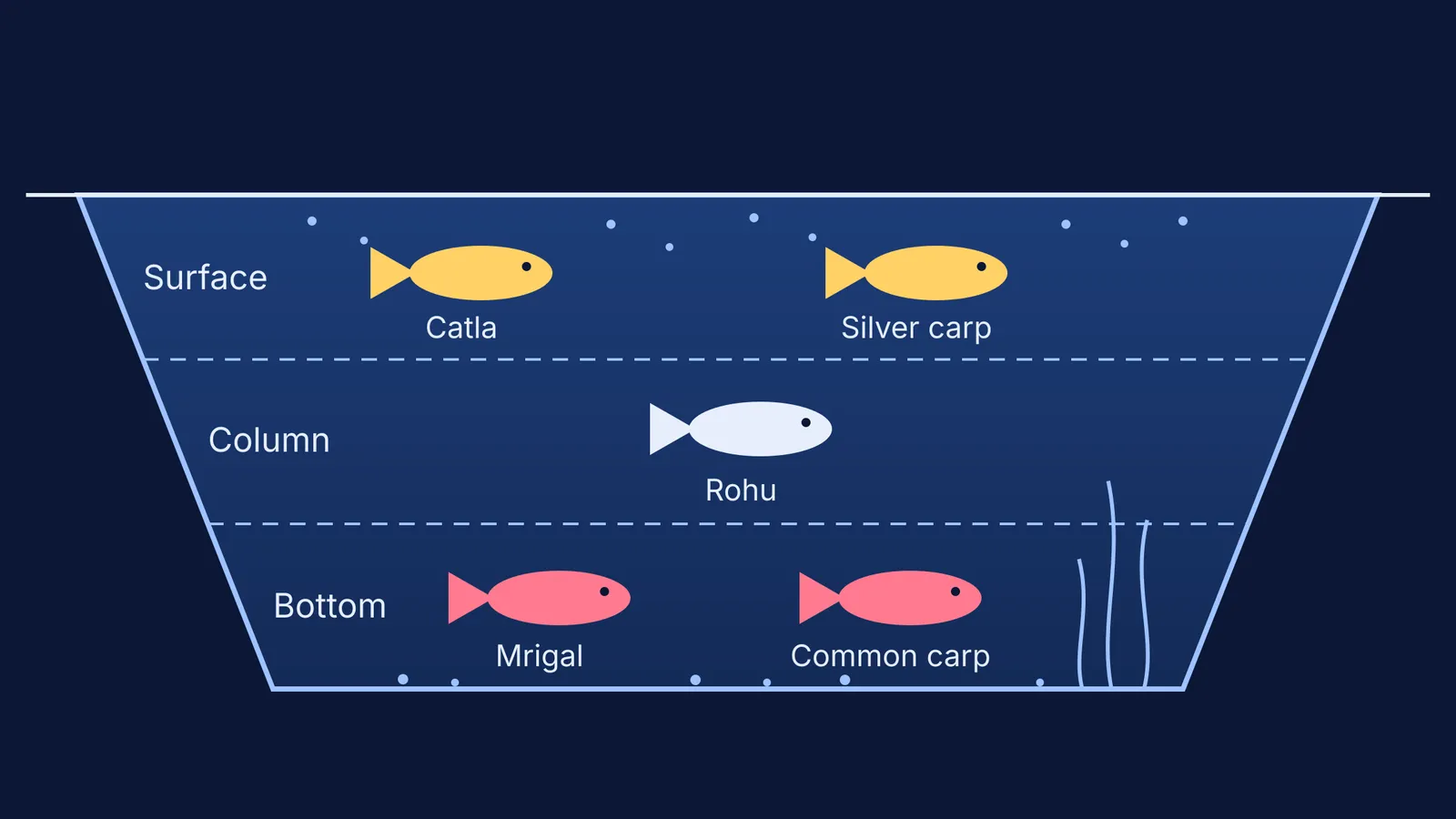 Pond cross-section with catla, silver carp, rohu, mrigal and common carp by layer