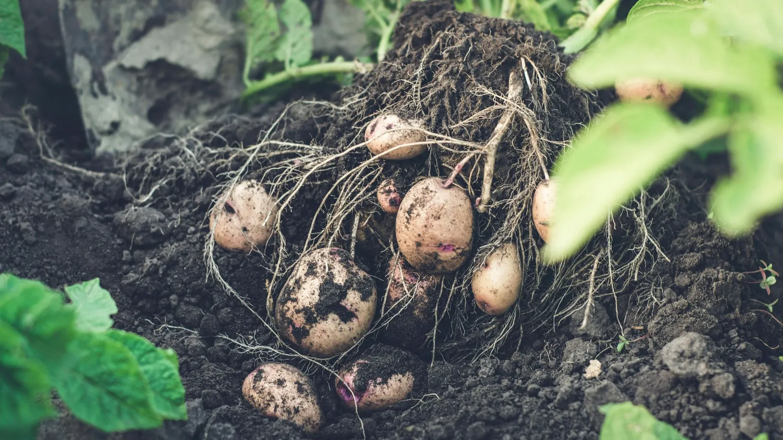 Potatoes freshly dug up from dark soil